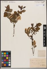 Salix aurita L. x Salix silesiaca Willd.